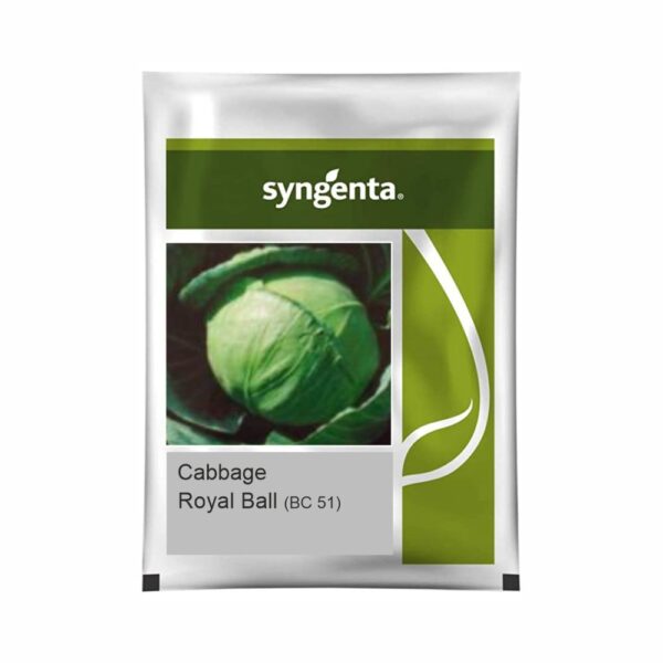 SYNGENTA CABBAGE BC-51 Royal Ball (2000 SEEDS)
