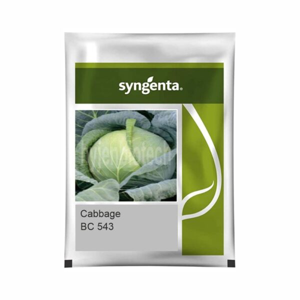 SYNGENTA CABBAGE BC 543 (2000 SEEDS)