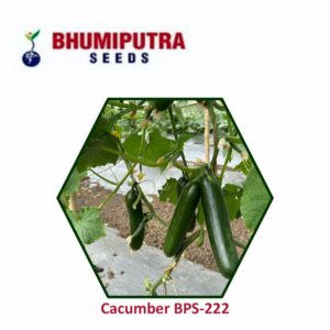 BHUMIPUTRA Hybrid Cucumber BPS-222 seeds (1000 SEEDS)