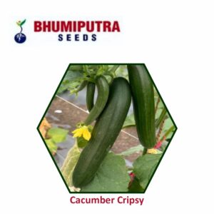 BHUMIPUTRA Hybrid Cucumber Cripsy seeds (10 gm)
