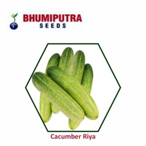 BHUMIPUTRA Hybrid Cucumber Riya seeds (10 gm)