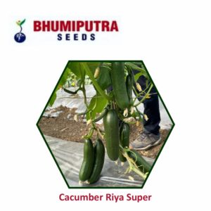 BHUMIPUTRA Hybrid Cucumber Riya super seeds (25 GM)