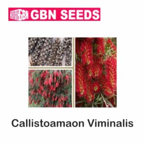 GBN callistoamaon viminalis seeds (1 KG)(pack of 10)