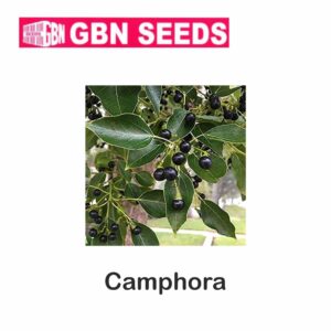 GBN camphora (Kapoor)seeds (1 KG)(pack of 10)