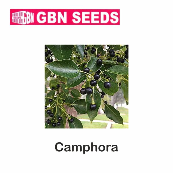GBN camphora (Kapoor)seeds (1 KG)(pack of 10)