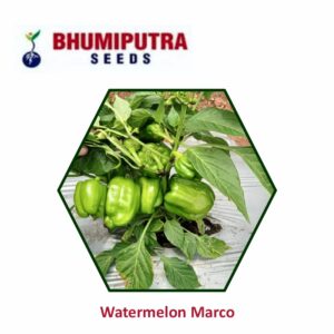 BHUMIPUTRA Hybrid Capsicum Purva seeds (10 gm)
