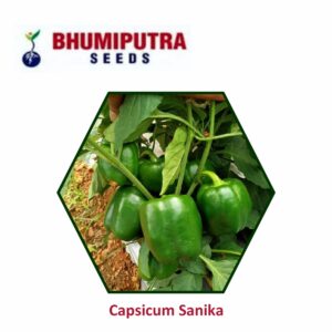 BHUMIPUTRA Hybrid Capsicum Sanika seeds (10 gm)