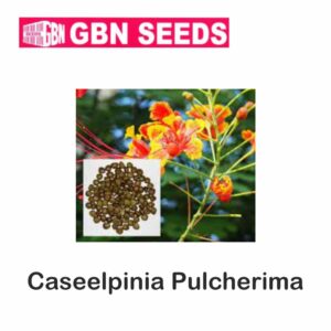 GBN caseelpinia pulcherima seeds (1 KG)(pack of 10)