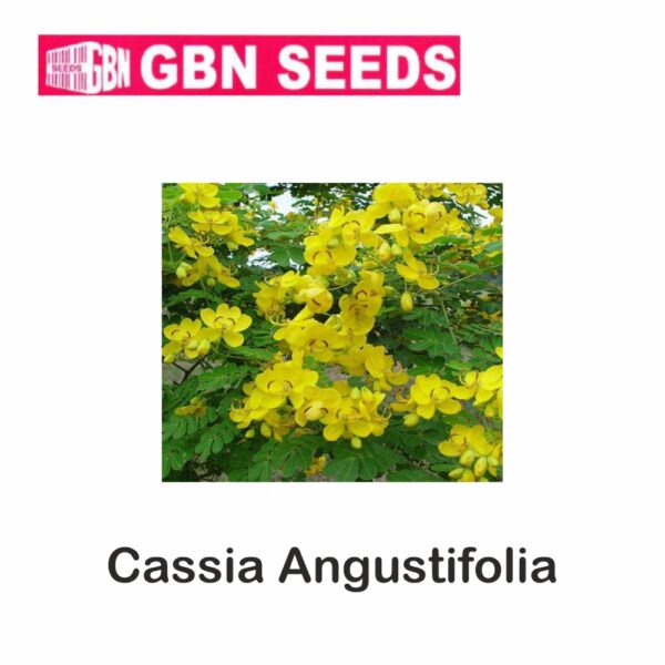 GBN cassia angustifolia (senna)seeds (1 KG)(pack of 10)