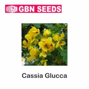 GBN cassia glucca seeds (1 KG)(pack of 10)