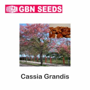 GBN cassia grandis seeds (1 KG)(pack of 10)