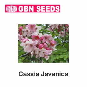 GBN cassia javanice seeds (1 KG)(pack of 10)