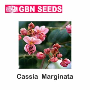 GBN cassia marginata seeds (1 KG)(pack of 10)