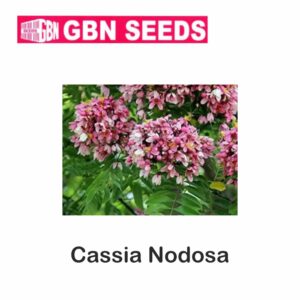GBN cassia nodosa seeds (1 KG)(pack of 10)