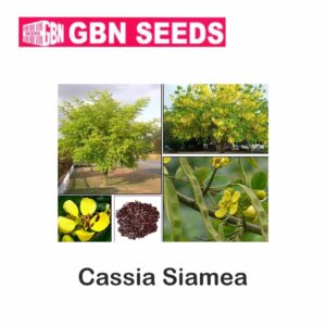 GBN cassia siamea seeds (1 KG)(pack of 10)