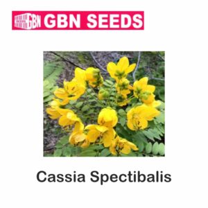 GBN cassia spectibalis seeds (1 KG)(pack of 10)