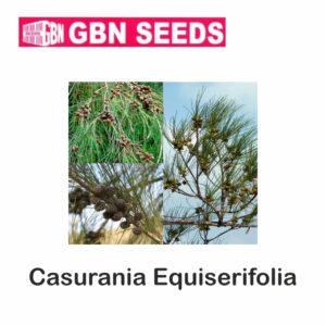 GBN casurania equiserifolia seeds (1 KG)(pack of 10)
