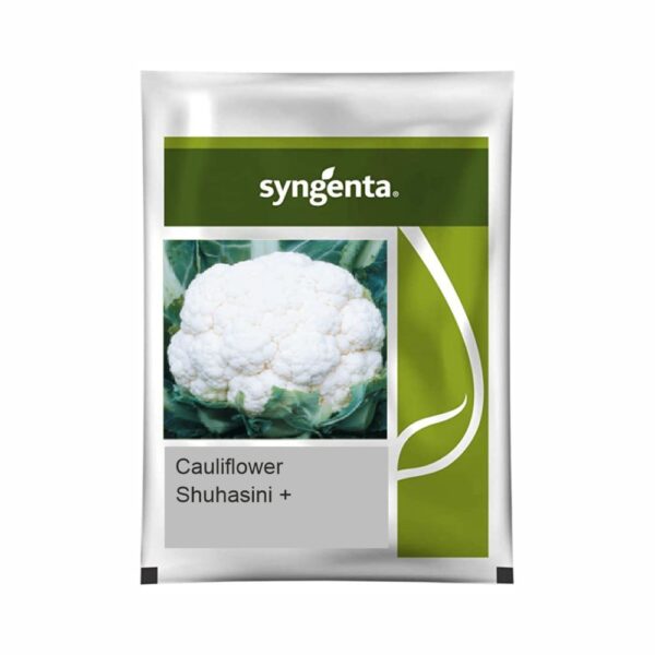 SYNGENTA CAULIFLOWER SUHASINI + (2000 SEEDS)