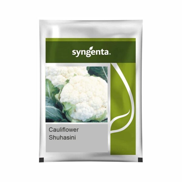 SYNGENTA CAULIFLOWER SUHASINI (20000 SEEDS)