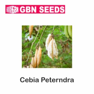 GBN cebia peterndra seeds (1 KG)(pack of 10)