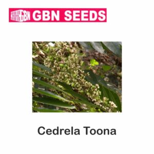 GBN cedrela toona (Toon) seeds (1 KG)(pack of 10)