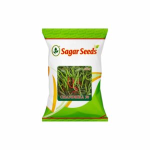Sagar CHANDRIKA 30 F-1 Hybrid CHILLI Seeds (10 gm)