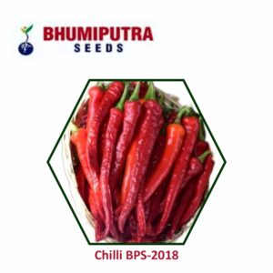 BHUMIPUTRA Hybrid Chilli BPS-2018 seeds (10 GM)