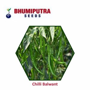 BHUMIPUTRA Hybrid Chilli Balwant seeds (10 GM)