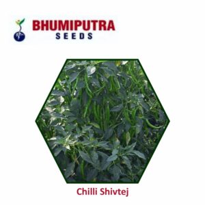 BHUMIPUTRA Hybrid Chilli Shivtej seeds (10 GM)