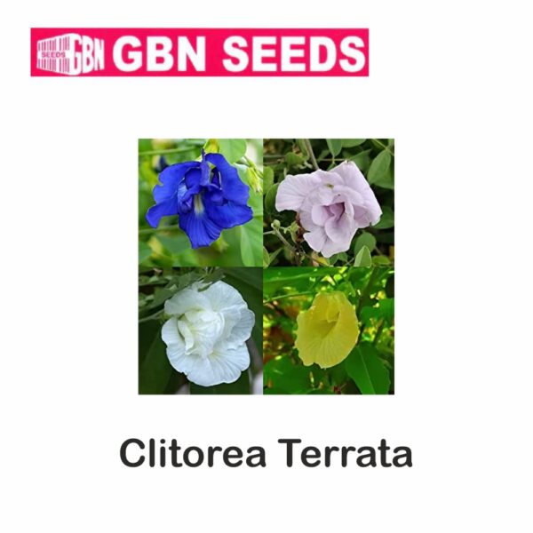 GBN clitorea terrata (Aparajita Flower) seeds (1 KG)(pack of 10)