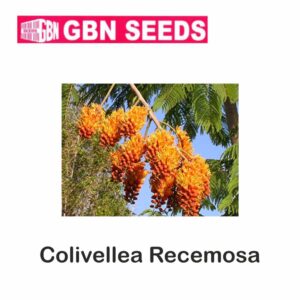 GBN colivellea recemosa seeds (1 KG)(pack of 10)