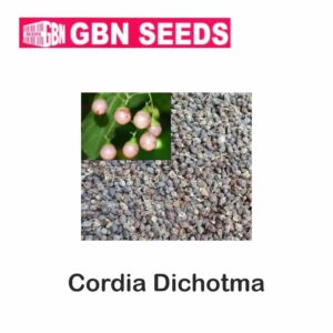 GBN Cordia dichotoma (Indian cherry) seeds (1 KG)(pack of 10)