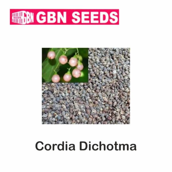 GBN Cordia dichotoma (Indian cherry) seeds (1 KG)(pack of 10)