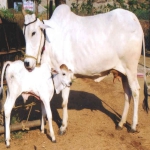 Cow (govmata) Based Products