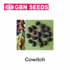 GBN cowitch seeds (1 KG)(pack of 10)