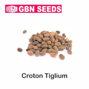 GBN croton liglium(Jamalgoṭa) seeds (1 KG)(pack of 10)
