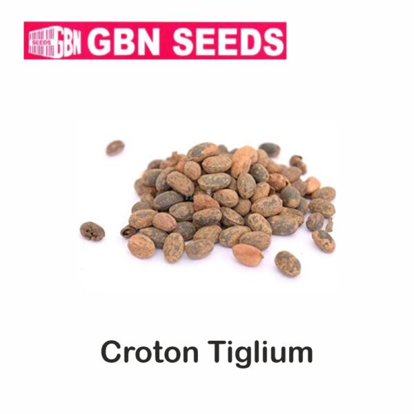 GBN croton liglium(Jamalgoṭa) seeds (1 KG)(pack of 10)