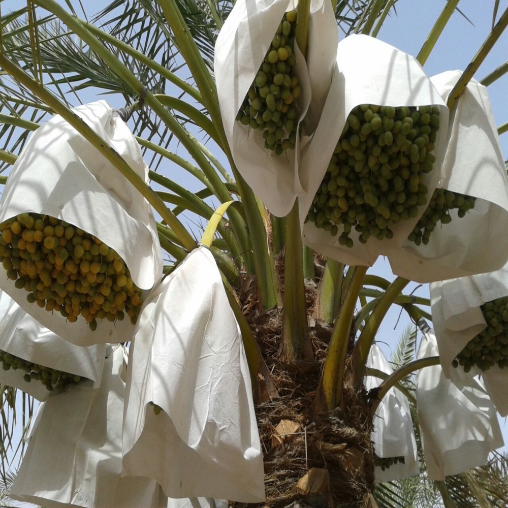 SIDWIN GROW DATES PROTECTION COVER(60 GSM - 31" TUBE FROM - 31" MTR LENGTH)