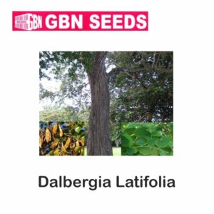 GBN dalbergia latifolia (Black Rosewood)seeds (1 KG)(pack of 10)