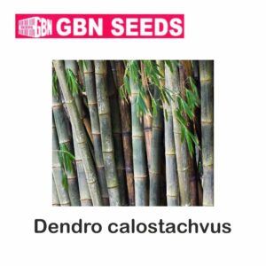GBN dendro clostrachvus bamboo seeds (1 KG)(pack of 10)