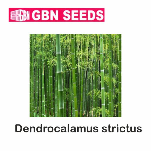 GBN Dendrocalamus strictus bamboo seeds (1 KG)(pack of 10)