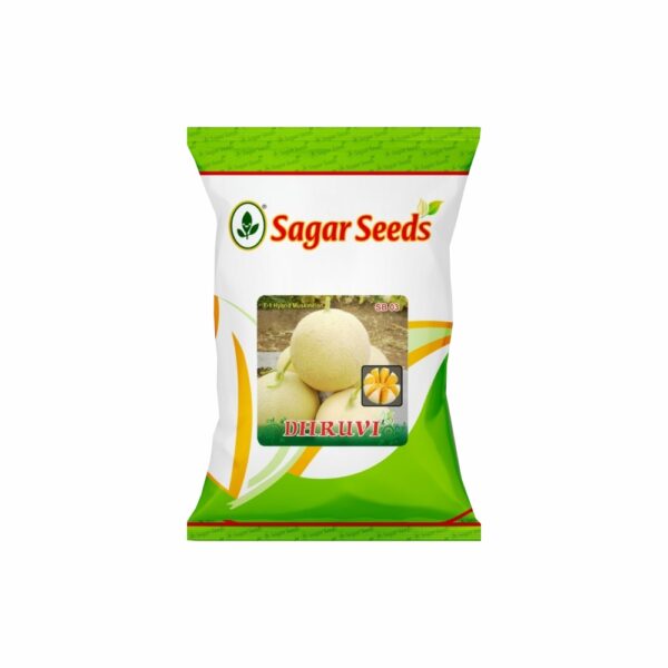 Sagar DHRUVI F-1 Hybrid Muskmelon Seeds (25 gm)