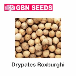 GBN drypates roxburghi (Putranjiva)seeds (1 KG)(pack of 10)