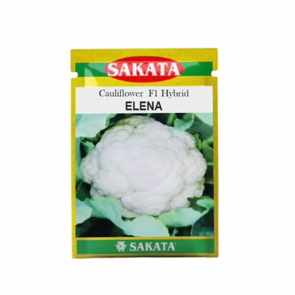 SAKATA CAULIFLOWER F1 ELENA (10 GM) (POUCH)