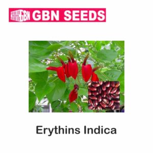 GBN erythins indica seeds (1 KG)(pack of 10)
