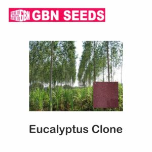 GBN eucalyptus clone seeds (1 KG)(pack of 10)