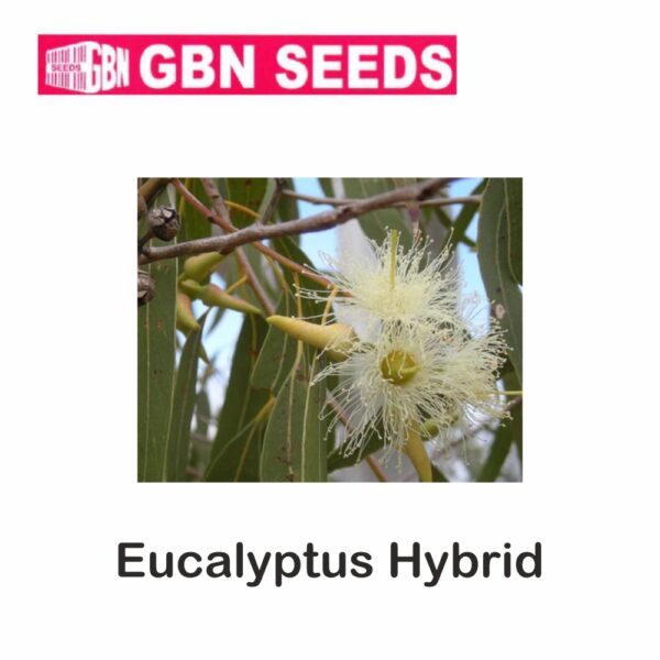 GBN eucalyptus hybrid seeds (1 KG)(pack of 10)