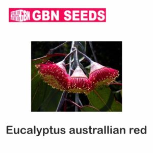GBN eucalyptus australian red seeds (1 KG)(pack of 10)