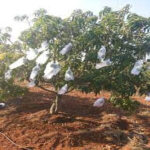 SIDWIN GROW FRUIT PROTECTION COVER
