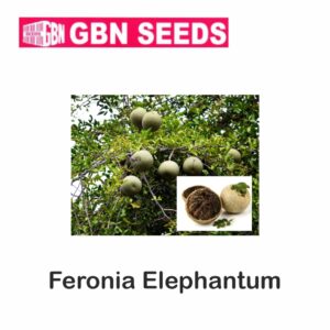 GBN feronia elephantum (wood) seeds (1 KG)(pack of 10)